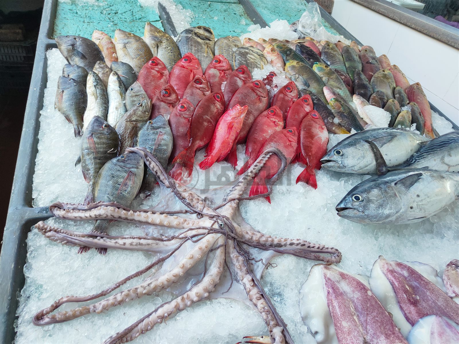 حلقة السمك بالغردقة