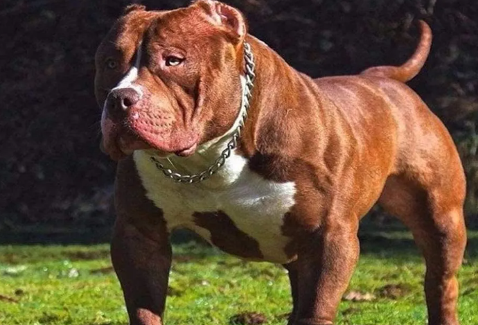 تفسير رؤية الكلب الأسود في المنام لابن سيرين