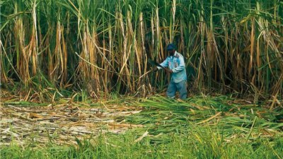 أزمة سكر جديدة على الأبواب