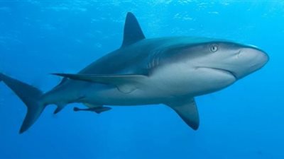 البيئة: قنص سمكة قرش لدراسة سلوكها “غير الطبيعى” فى مرسى علم