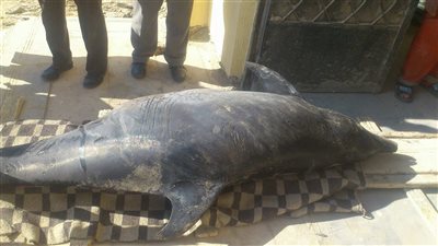 محافظ السويس يشكل لجنة لفحص دولفين نافق بالعين السخنة (صور)