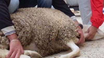 أسرة فى أسيوط تعثر على “كنز” داخل أمعاء أضحية العيد