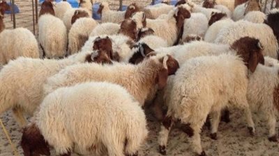 ذبح الأضاحي والكشف عليها بمجازر القاهرة مجانا خلال أيام العيد