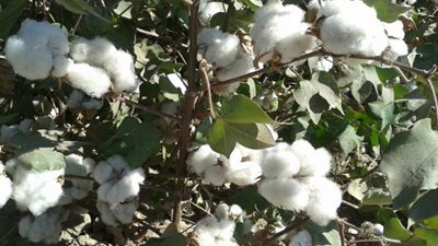 غضب من امتناع الزراعة استلام محصول القطن.. والوزارة: خطأ في الإجراءات