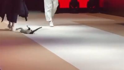 قط شارع يخطف الأجواء من عارضات الأزياء على خشبة المسرح (فيديو)