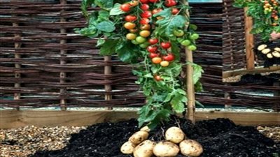 “الزراعة” عن اكتشاف حزب النور لنبات ينتج “بطاطس وطماطم” في آن واحد: “عفاريتي دى ولا أيه”؟!