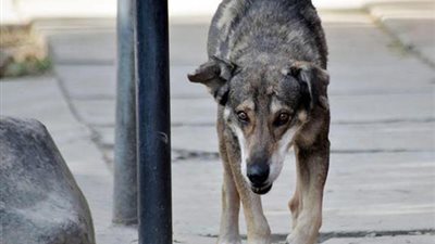 ننشر نص قانون حماية الحيوان المقدم لمجلس النواب (مستند)