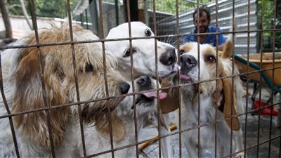 حملة إلكترونية لوقف تصدير القطط والكلاب إلى الخارج (صور)