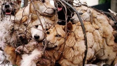 الزراعة: 762 كلب وقطة سافروا للخارج بجواز سفر وشهادة شحصية