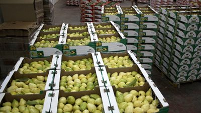 رسمياً.. السعودية تهدد بعودة الحظر على الجوافة المصرية (نص الخطاب)