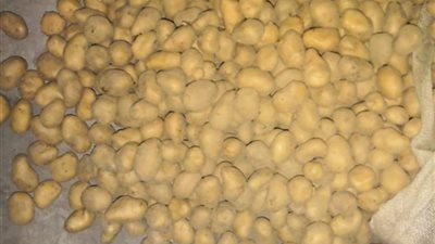 خاص.. رئيس الحجر الزراعي يقرر التحقيق في التقاوي الدنماركي “فيها جرب”