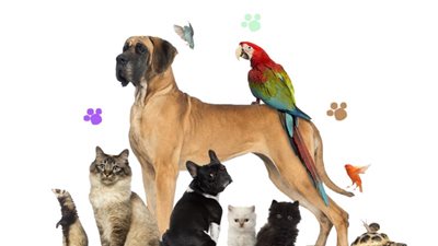 “بنى آدم براس كلب”.. “حسب شخصيتك اعرف أنسب حيوان تأخد أعضاءه”