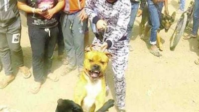 ضبط أصحاب واقعة مصارعة الكلاب بالقناطر