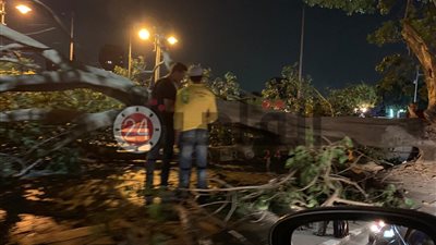 سقوط شجرة على ميكروباص سياحي بقنا بسبب الطقس السيئ