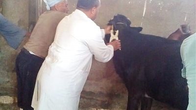 “الزراعة”: لأول مرة لم يتم تسجيل أي حالة إصابة بالحمى القلاعية بموسم الشتاء وقت نشاط المرض
