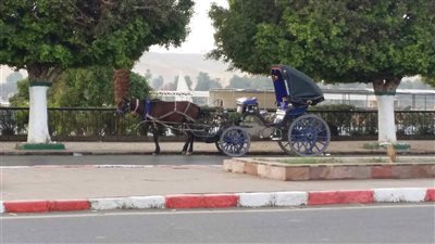 برلماني: وزير السياحة وافق على منح تسهيلات لسائقي الحنطور والتاكسي في الأقصر بسبب كورونا