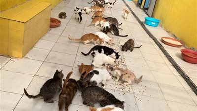 طرد مئات القطط في الشوارع بسبب مخاوف أصحابها من فيروس كورونا (صور)