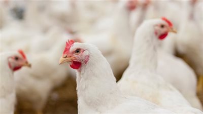 “التموين” تعلق على ارتفاع أسعار الدواجن بالمجمعات الاستهلاكية والمنافذ التموينية