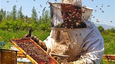 منتجو العسل يطالبون بتصاريح لنقل النحل خلال حظر التجوال (فيديو)