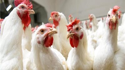 أسعار الفراخ البيضاء اليوم السبت 11-4-2020.. ارتفاع الأبيض واستقرار الساسو