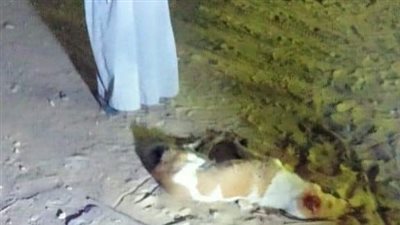 انتشروا وخوفت يعضونا.. القبض على المتهم بتعذيب كلب بشبر الخيمة