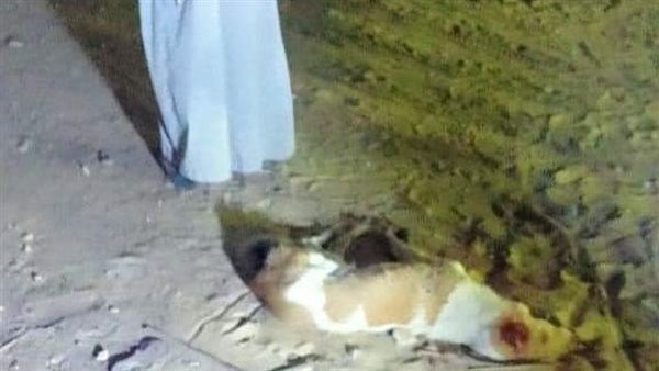 كلب شرس -ارشيفية