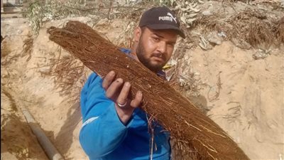 استخراج جذور الأشجار من الشبكات وإعادة ضخ مياه الشرب لـ 90 منزلًا بقرية التقدم