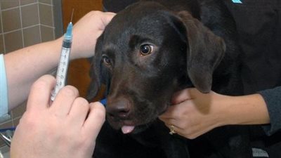 66 جنيهًا.. الطب البيطري تعلن سعر رخصة ولقاح الكلاب لعام 2023