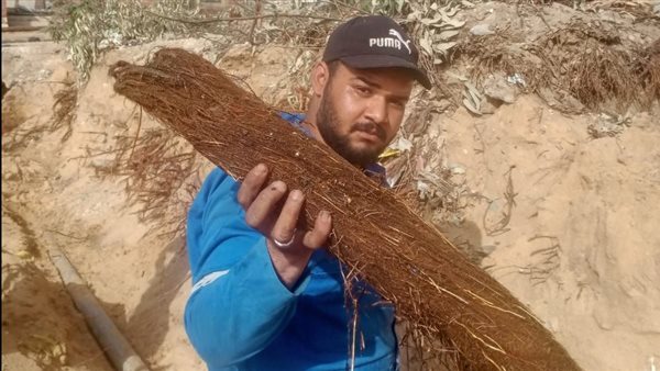 استخراج جذور الأشجار