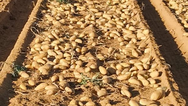 زراعة البطاطس