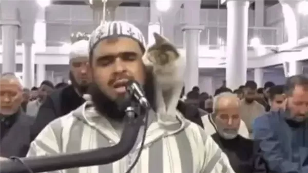 القطة والشيخ 