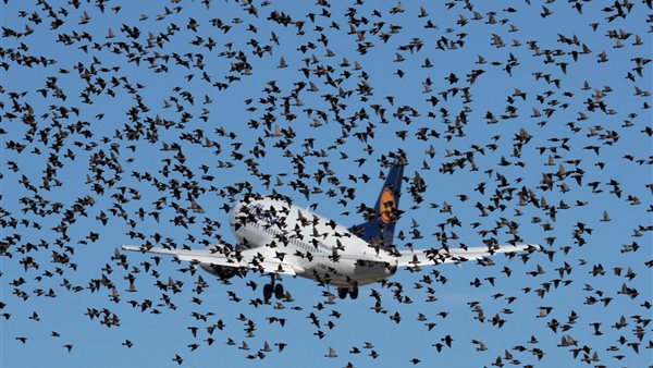 طيور تهاجم طائرة