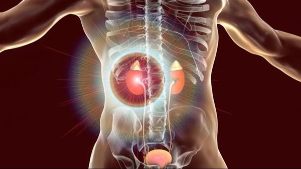 صورة تعبيرية - الكلى