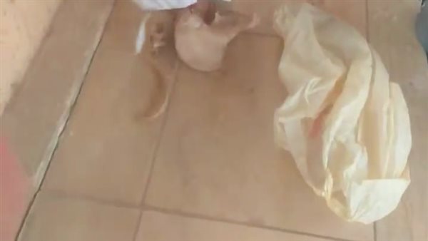 استخراج 15 عملا سفليا