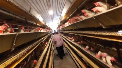 زراعة المنوفية: الموافقة على 31 مشروعًا زراعيًا وتوزيع 38 ألف طن أسمدة بالموسم الشتوي