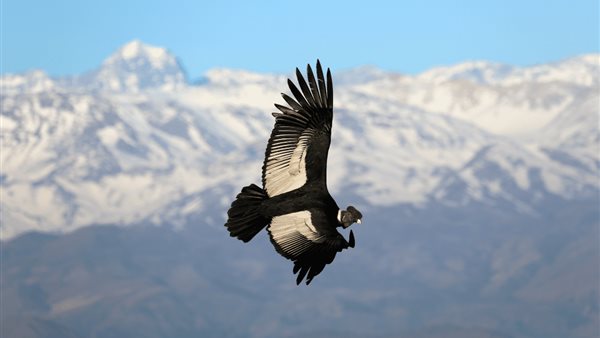 طائر الكندور 