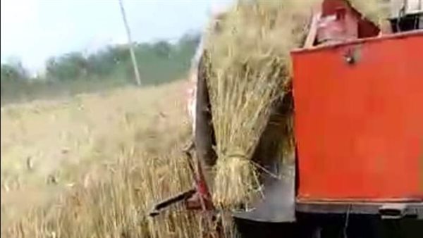 حصاد محصول القمح