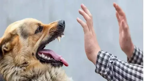 كلب شرس _ أرشيفية