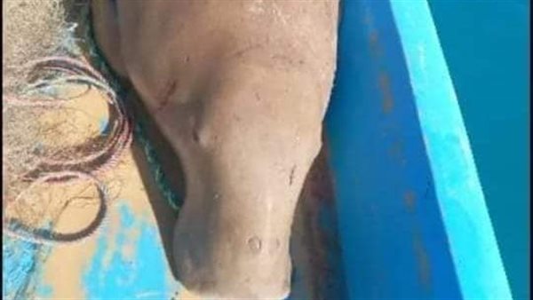 عروس البحر الدوجونج