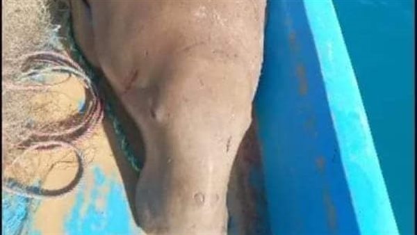 عروس البحر أو الدوجونج