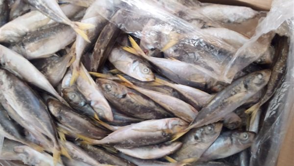 ضبط رنجة وأسماك غير