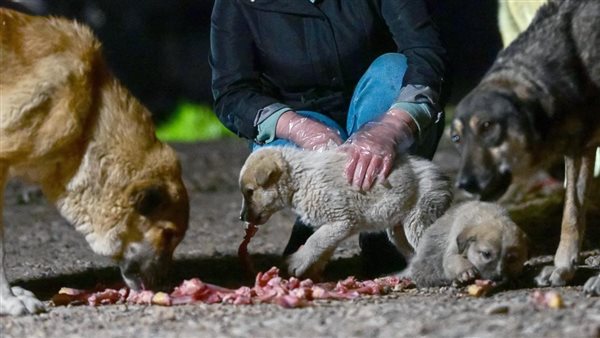 كلاب - أرشيفية 