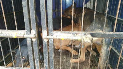 نقل الكلاب الضالة بشوارع حي باب الشعرية لجمعية حماية الحيوان 