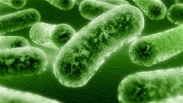 بكتيريا البروبيوتيك