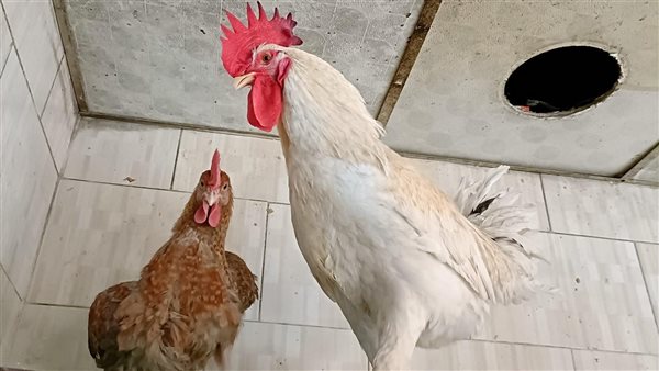 اسعار الدواجن بالأقصر