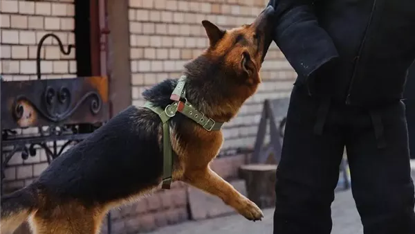 عقر كلب - أرشيفية