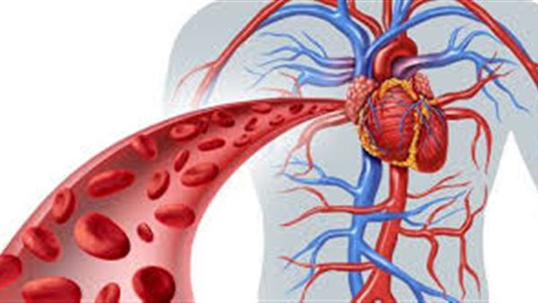 الدورة الدموية