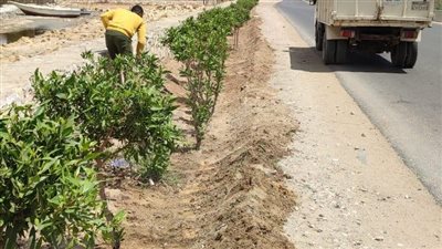 توزيع وغرس 163 ألف شجرة بمراكز وقرى الفيوم