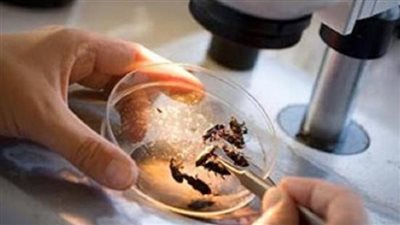 الحشرات الجنائية علم كشف لغز أعتى الجرائم.. وأسقط المجرمين في وقت قياسي | فيديو 