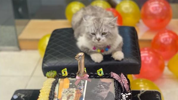 القط يويو أشهر قط